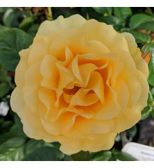 Rosa Absolutely Fabulous (6lt)