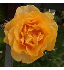 Rosa Absolutely Fabulous (6lt)