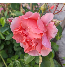 Rosa Alibaba (6lt)