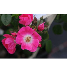 Rosa American Pillar (6lt)