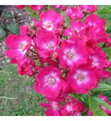 Rosa American Pillar (6lt)