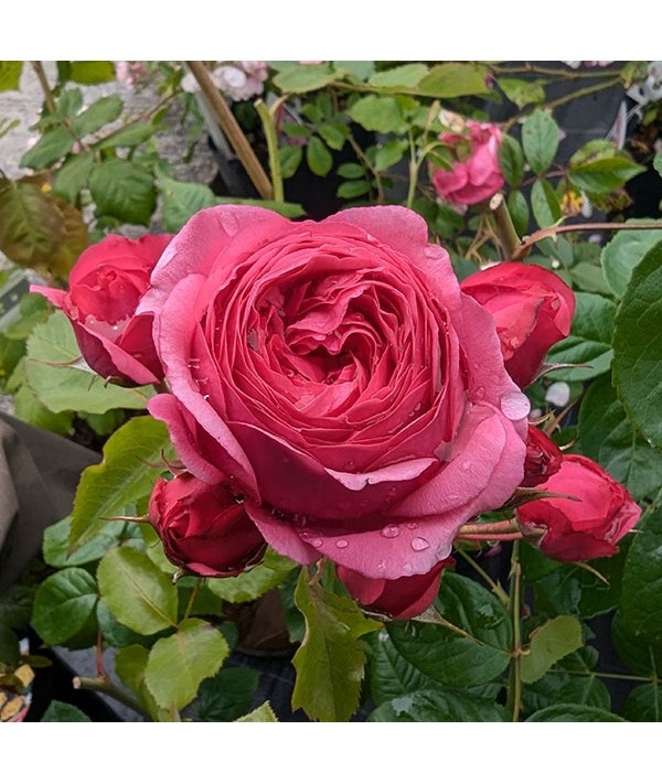 Rosa Ava Bella (3lt)