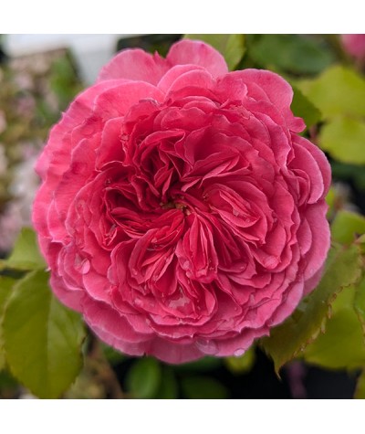 Rosa Ava Bella (3lt)