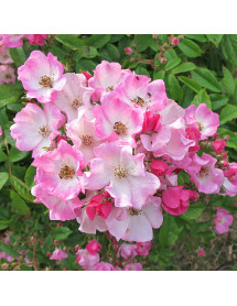 Rosa Ballerina (6lt) Rosa Ballerina (6lt)