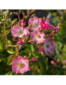Rosa Ballerina (6lt)