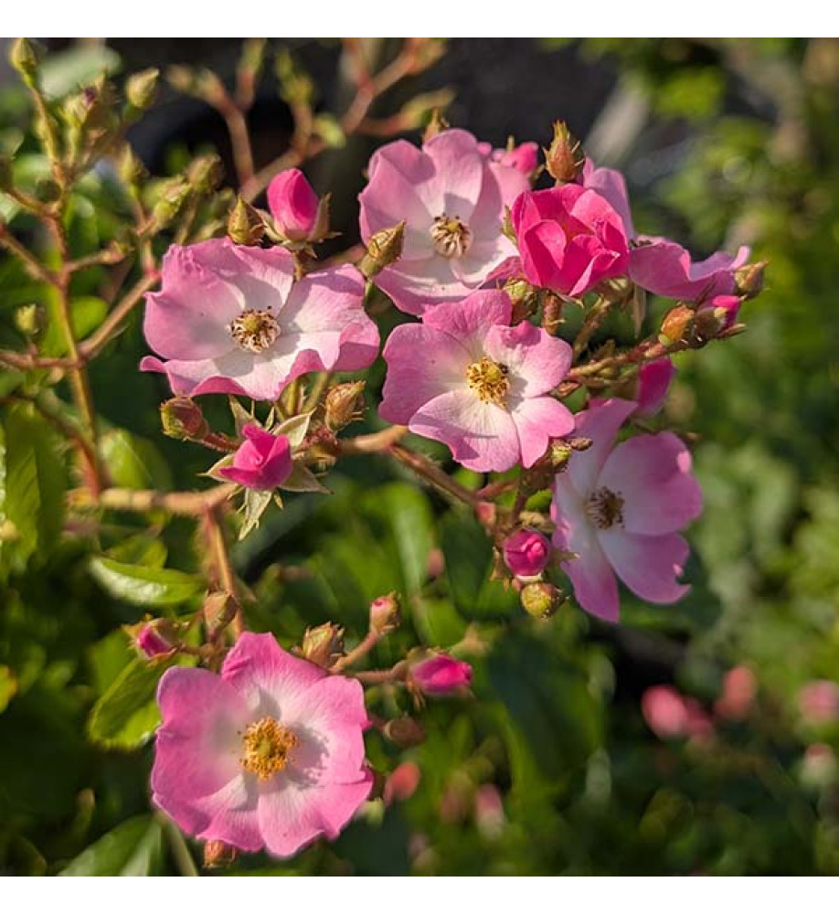 Rosa ballerina (Standard) (12lt)