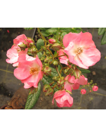 Rosa ballerina (Standard) (12lt) Rosa ballerina (Standard) (12lt)