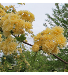 Rosa banksiae lutea (3lt)