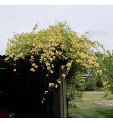 Rosa banksiae lutea (3lt)