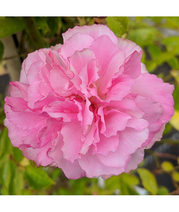 Rosa banksiae Rosea (5lt) Rosa banksiae Rosea (5lt)