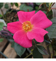 Rosa Barbie Mella (4lt)