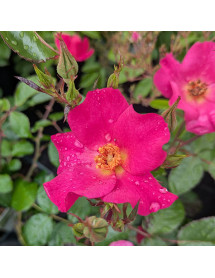 Rosa Barbie Mella (4lt)