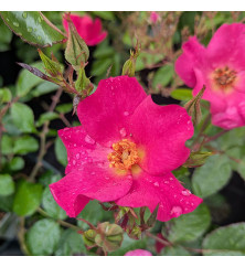 Rosa Barbie Mella (4lt)