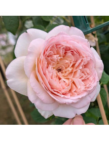 Rosa Bathsheba (6lt)
