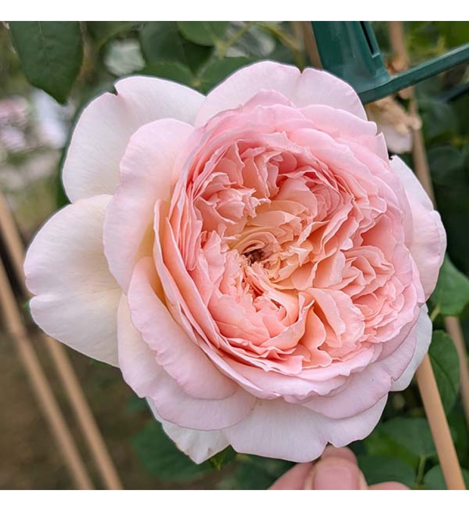 Rosa Bathsheba (6lt)