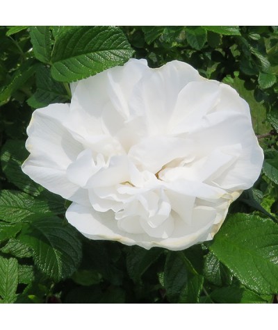 Rosa rugosa Blanche Double de Coubert  (6lt)