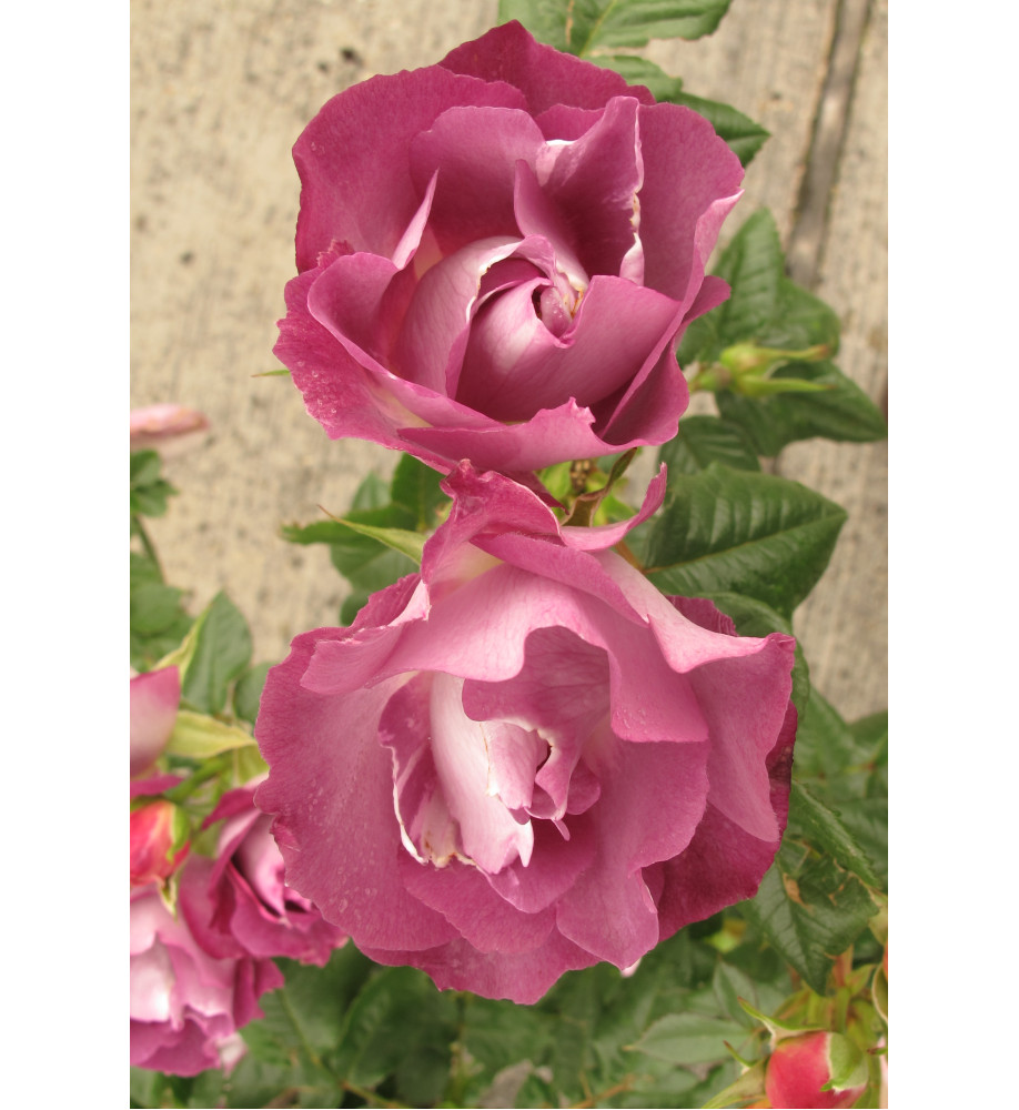 Rosa Blue For You (6lt)