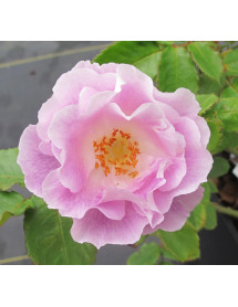 Rosa Blue For You (6lt) Rosa Blue For You (6lt)