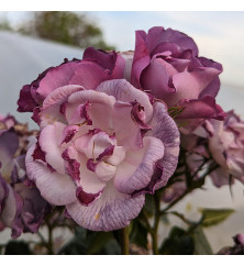 Rosa Blue for You (Standard) (12lt)