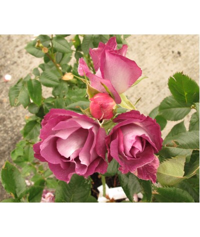 Rosa Blue For You (6lt)