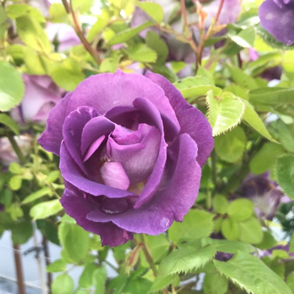 Rosa Blue For You (6lt)