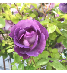 Rosa Blue for You (Standard) (12lt)