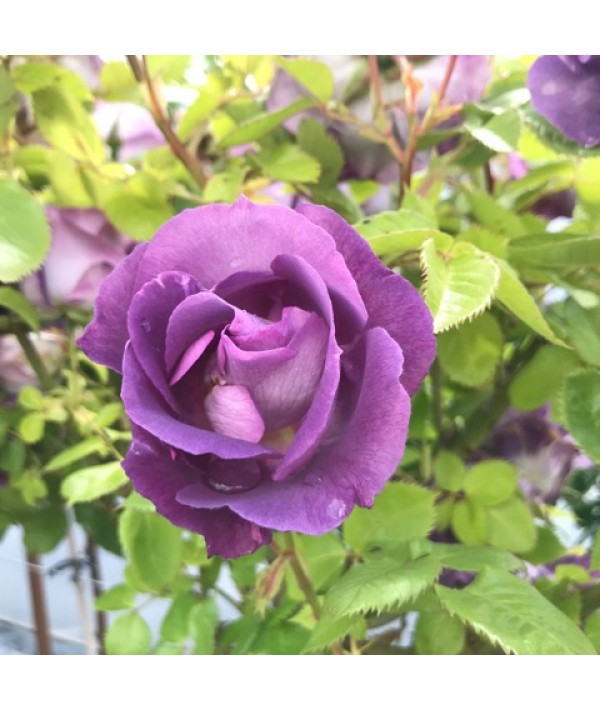 Rosa Blue for You (Standard) (12lt)