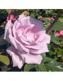 Rosa Blue Moon (6lt) Rosa Blue Moon (6lt)