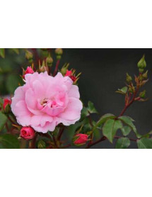 Rosa Bonica Standard (12lt) Rosa Bonica Standard (12lt)