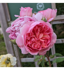 Rosa Boscobel David Austin (6lt)