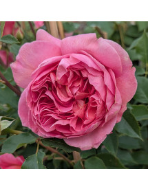 Rosa Boscobel (David Austin) (6lt)
