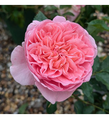 Rosa Boscobel David Austin (6lt)