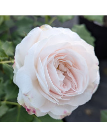 Rosa Boule de Neige (6lt)
