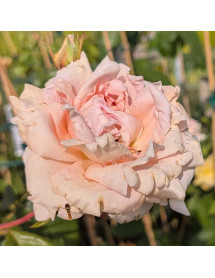Rosa Breath of Life (6lt)