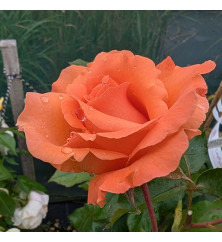 Rosa Bright Future (6lt)