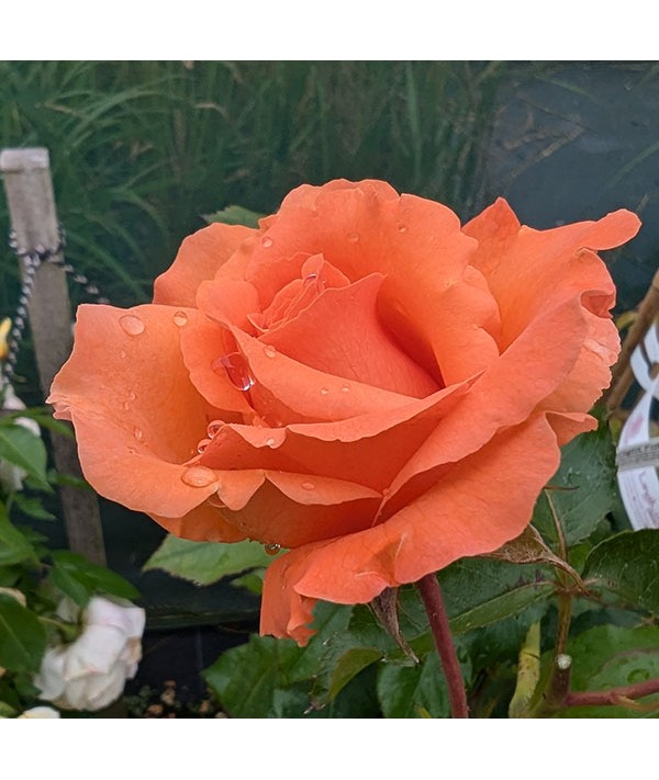 Rosa Bright Future (6lt)