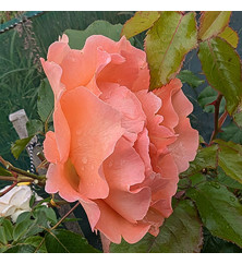 Rosa Bright Future (6lt)