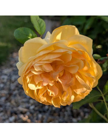 Rosa Bring me Sunshine (Ausernie) (David Austin)(6lt)