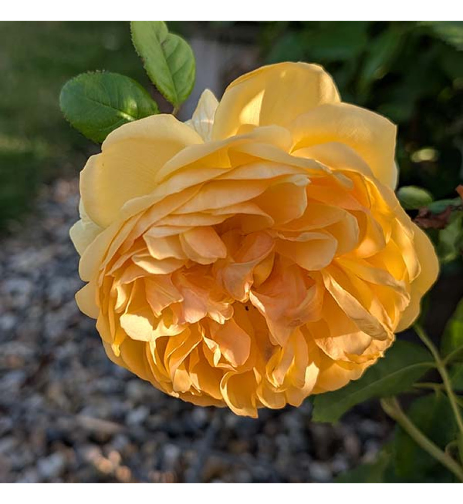 Rosa Bring me Sunshine (Ausernie) (David Austin)(6lt)
