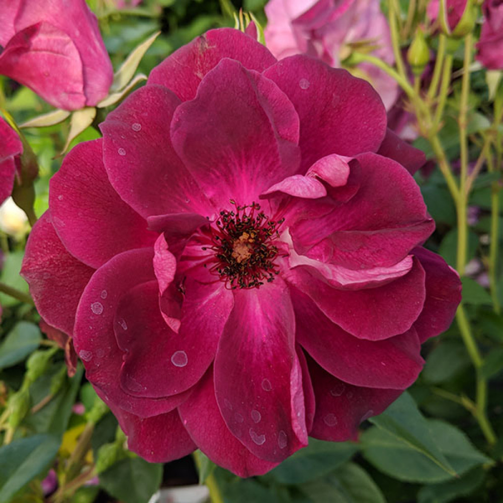 Rosa Burgundy Ice (6lt)