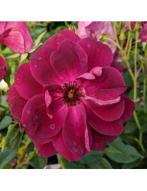 Rosa Burgundy Ice (6lt) Rosa Burgundy Ice (6lt)