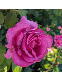 Rosa Buxom Beauty (6lt)
