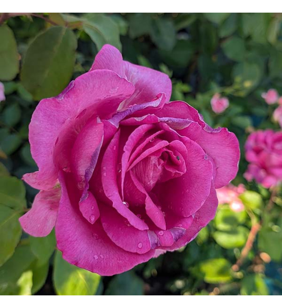 Rosa Buxom Beauty (6lt)