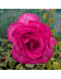 Rosa Buxom Beauty (6lt) Rosa Buxom Beauty (6lt)