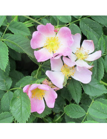 Rosa canina (0.2-0.4m bare root) Rosa canina (0.2-0.4m bare root)