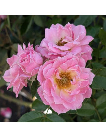 Rosa Carefree Days (6lt)