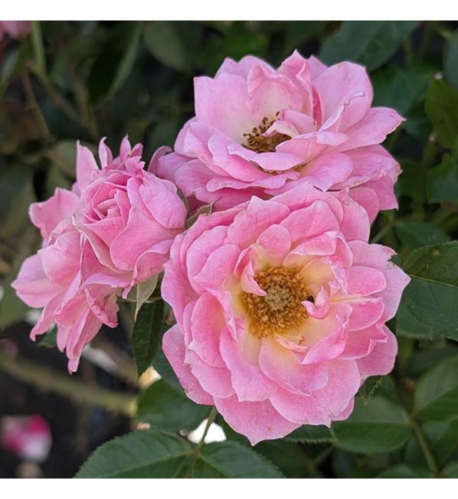 Rosa Carefree Days (6lt)