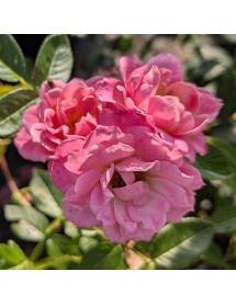 Rosa Carefree Days (6lt)