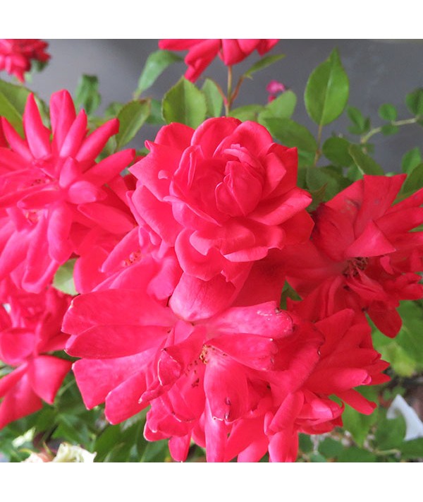Rosa Carolin (1lt) Rosa Carolin (1lt)
