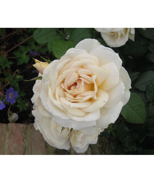 Rosa Champagne Moment (Standard) (12lt)